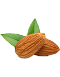 team-item-almond